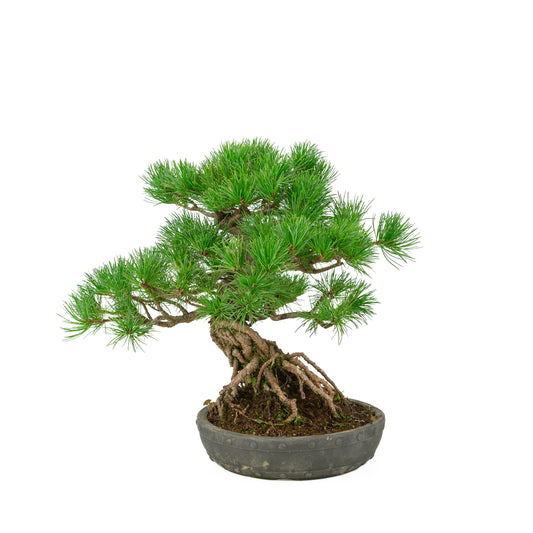 Pinus parviflora ongeglazuurde ronde trommel pot 20 cm, hoogte ~32 cm