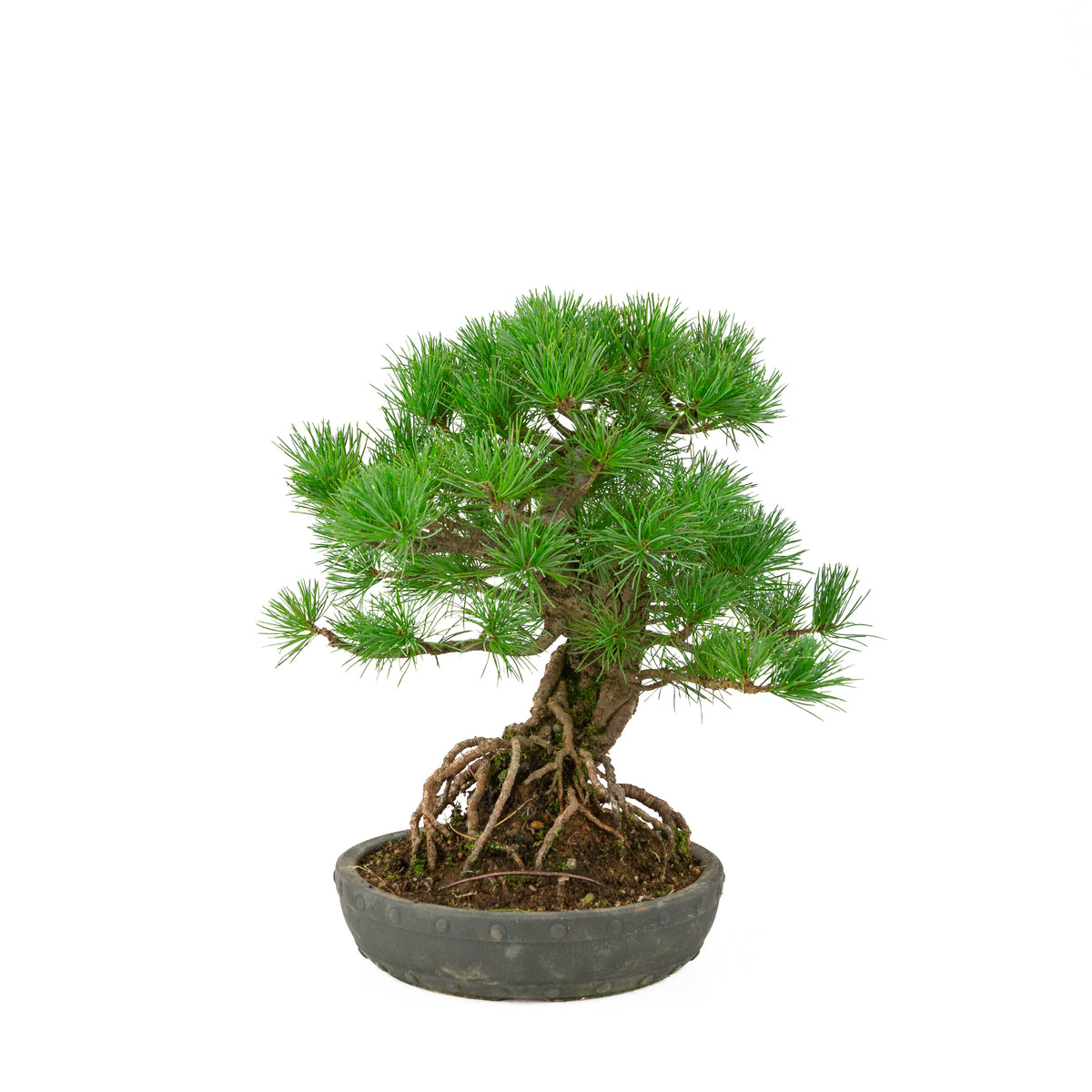Pinus parviflora ongeglazuurde ronde trommel pot 20 cm, hoogte ~32 cm