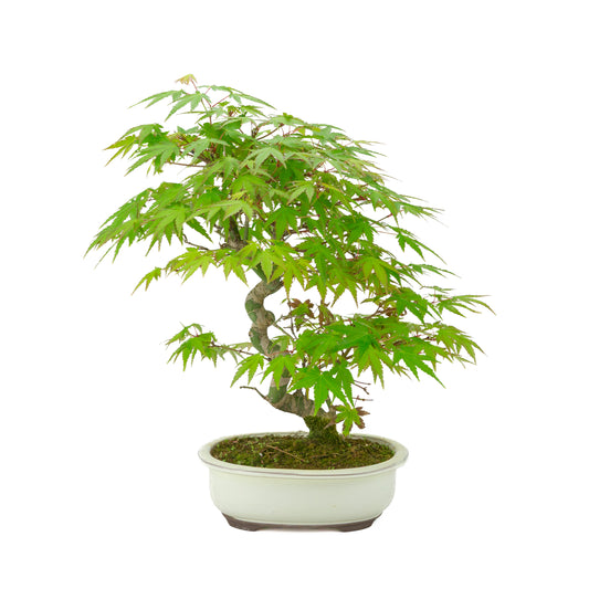 Acer palmatum creme ovale pot 20cm, hoogte ~36cm
