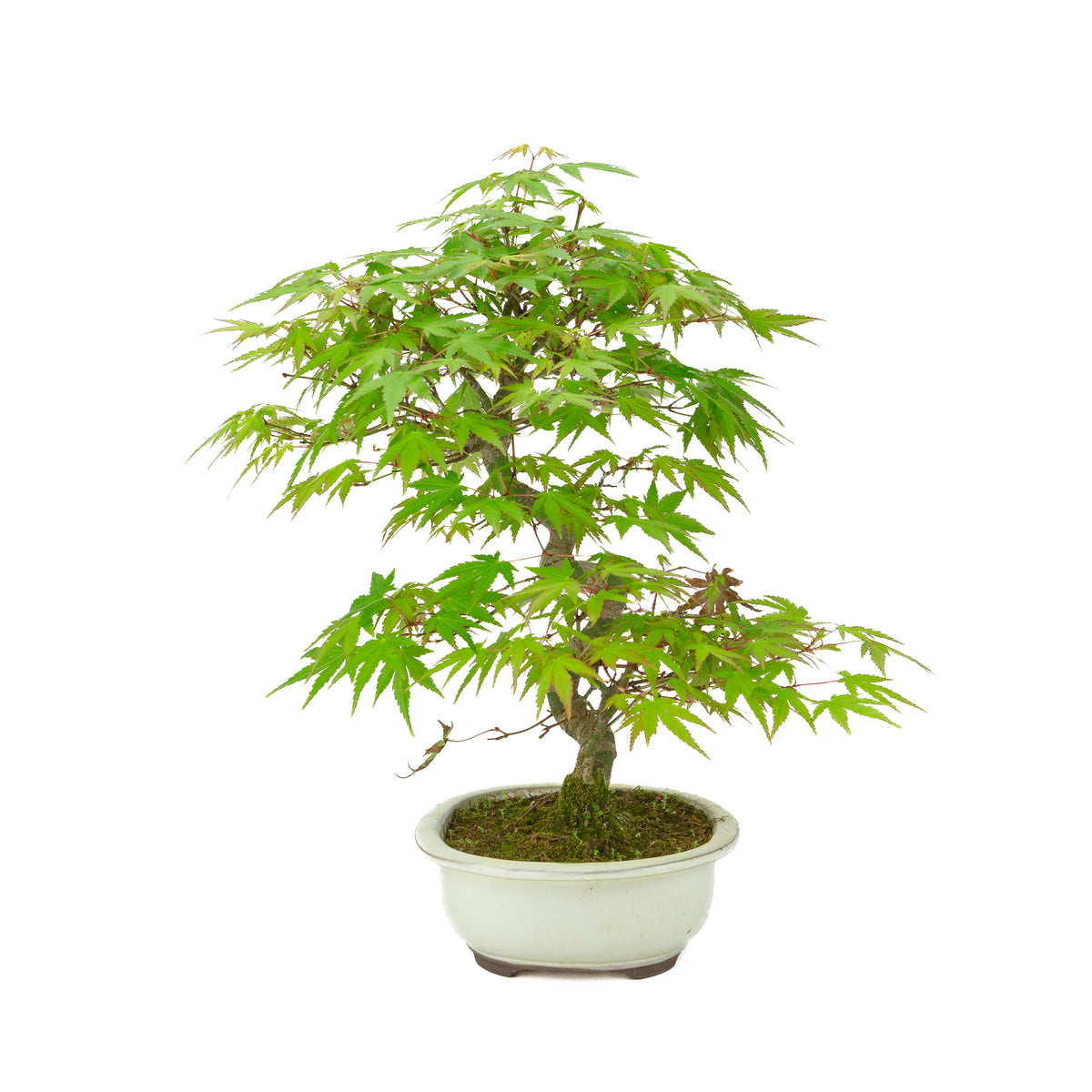 Acer palmatum creme ovale pot 20cm, hoogte ~36cm