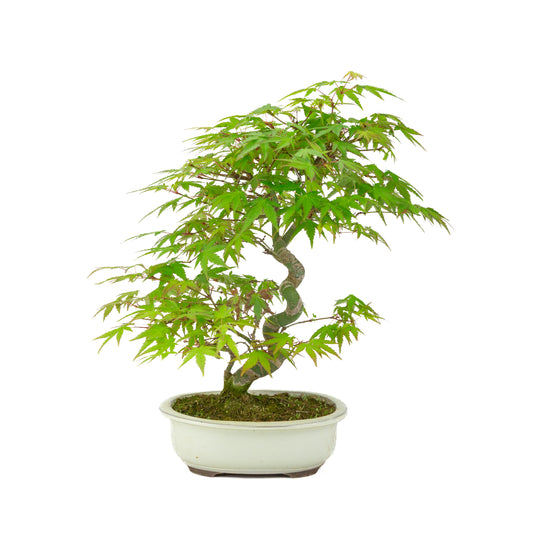 Acer palmatum creme ovale pot 20cm, hoogte ~36cm