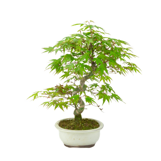Acer palmatum creme ovale pot 20cm, hoogte ~36cm