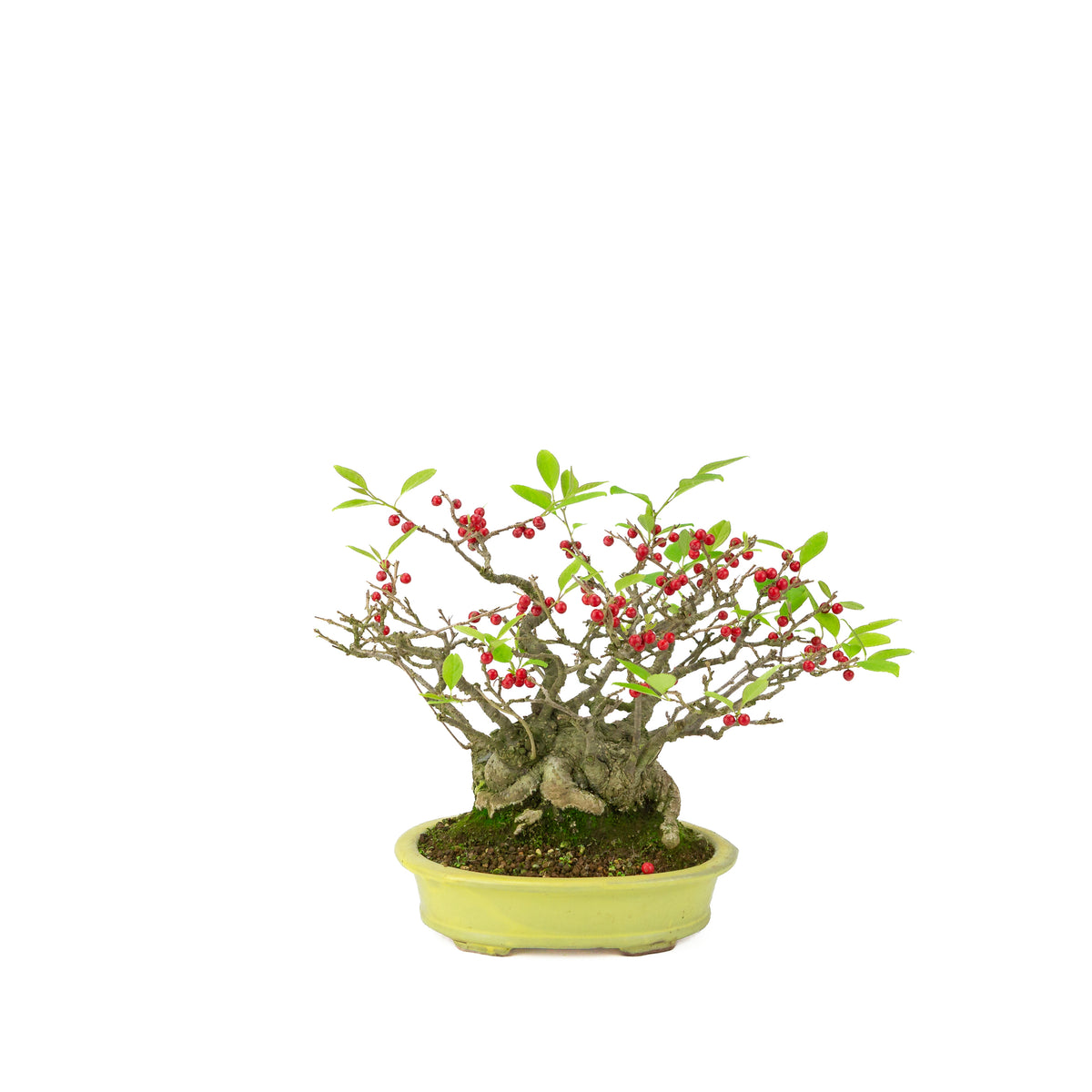 Ilex serrata (Umemodoki) gele ovale pot 18cm, hoogte ~21cm