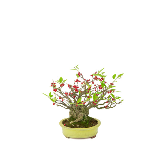 Ilex serrata umemodoki groene ovale pot 18cm, hoogte ~21cm