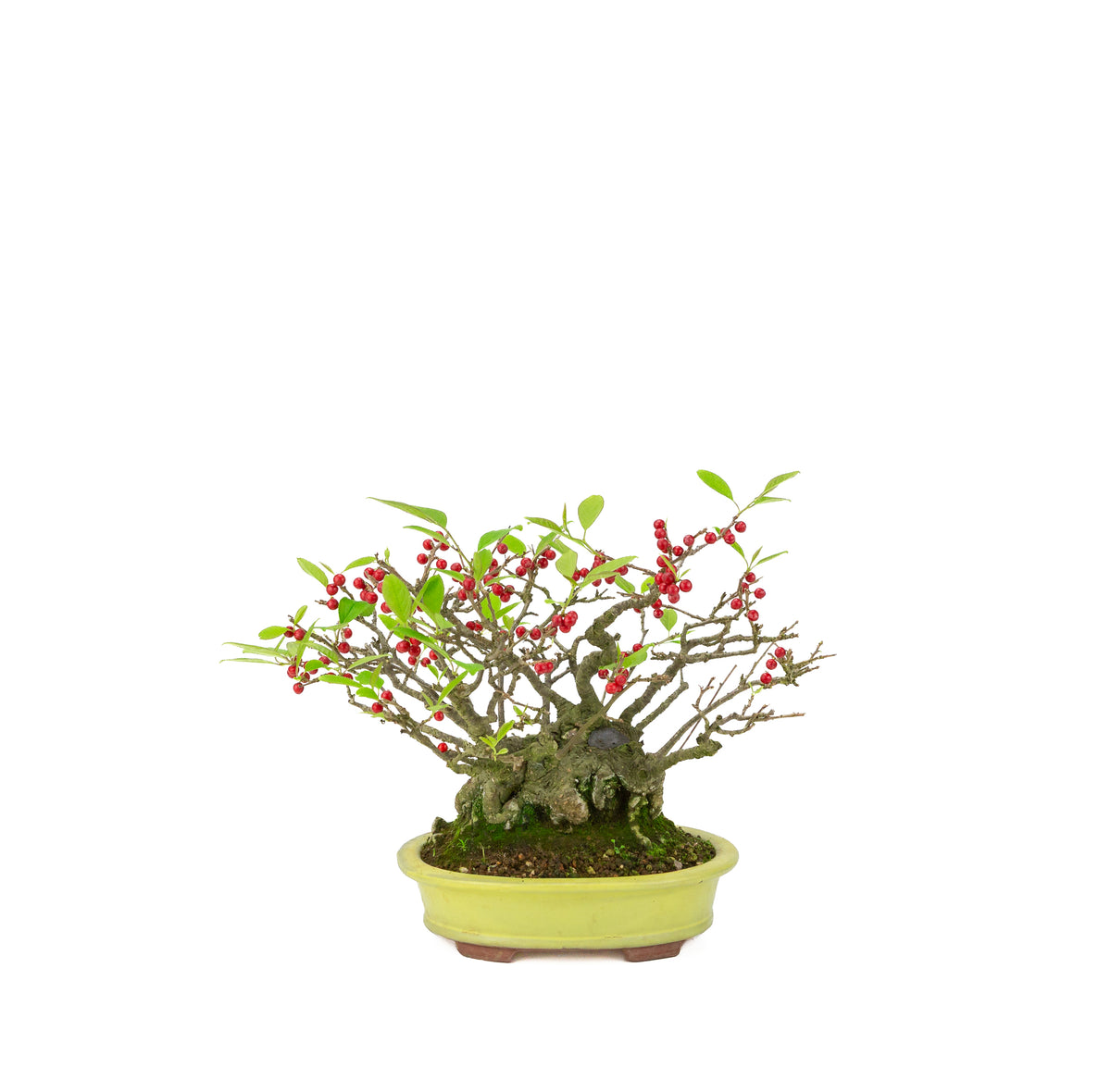 Ilex serrata (Umemodoki) gele ovale pot 18cm, hoogte ~21cm