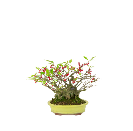 Ilex serrata umemodoki groene ovale pot 18cm, hoogte ~21cm