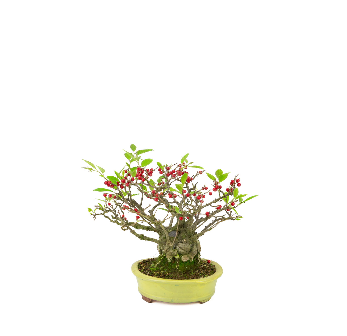 Ilex serrata (Umemodoki) gele ovale pot 18cm, hoogte ~21cm