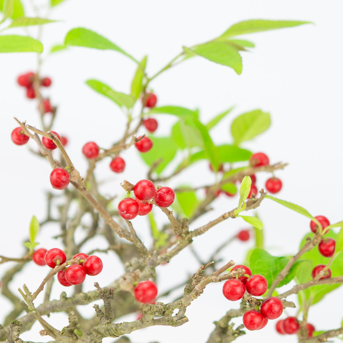 Ilex serrata (Umemodoki) gele ovale pot 18cm, hoogte ~21cm