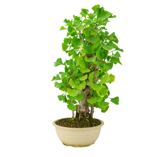 Ginkgo biloba creme ronde pot 20cm, hoogte ~50cm