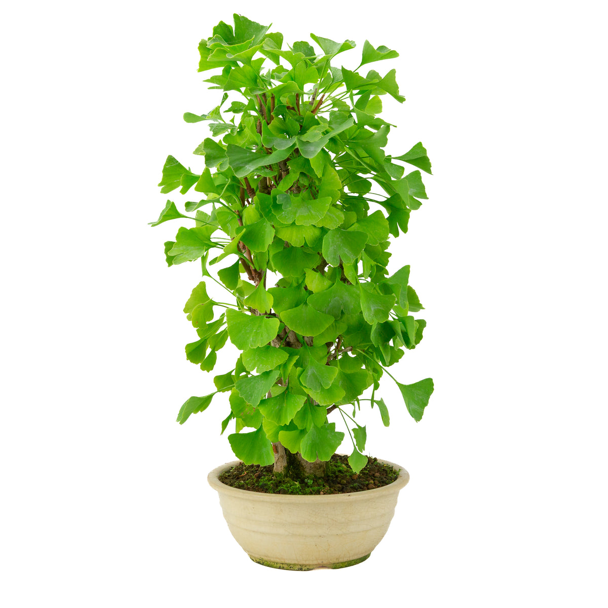Ginkgo biloba creme ronde pot 20cm, hoogte ~50cm