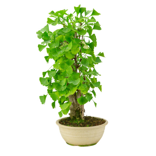 Ginkgo biloba creme ronde pot 20cm, hoogte ~50cm