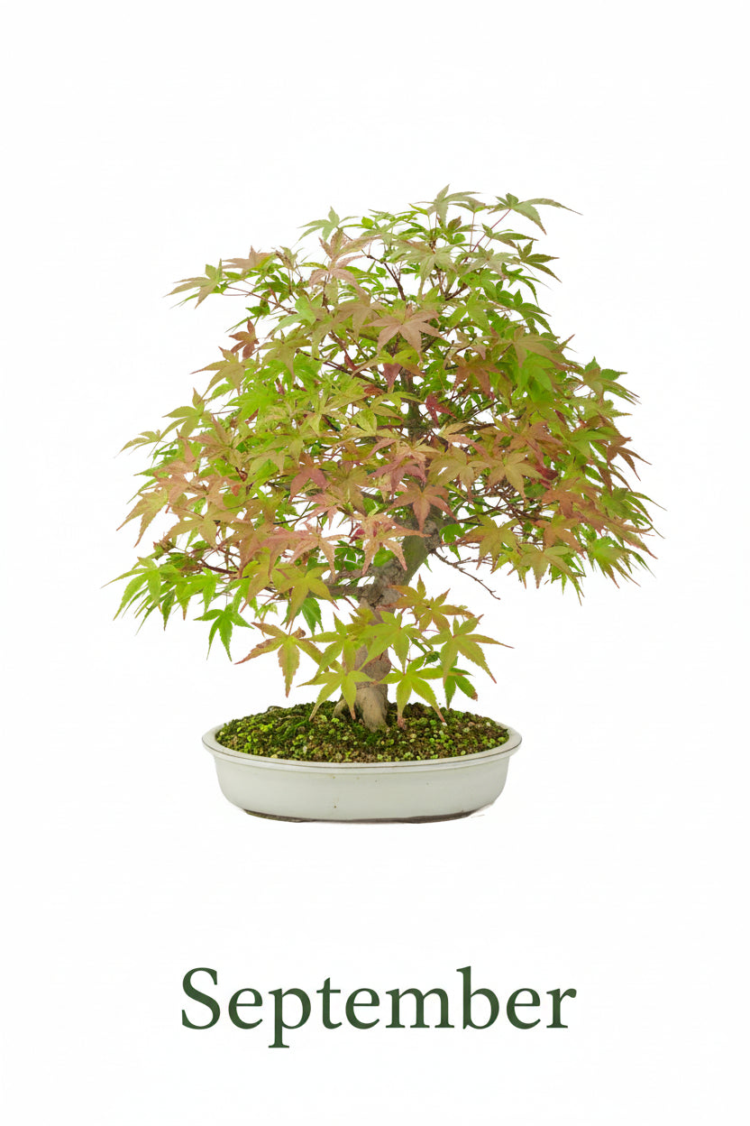 Acer palmatum 'Benichidori' (Japanse esdoorn), hoogte ~46 cm