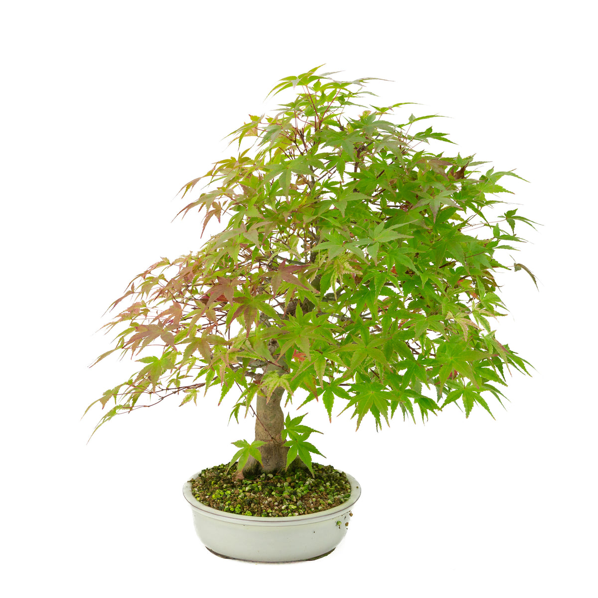 Acer palmatum 'Benichidori' (Japanse esdoorn), hoogte ~46 cm