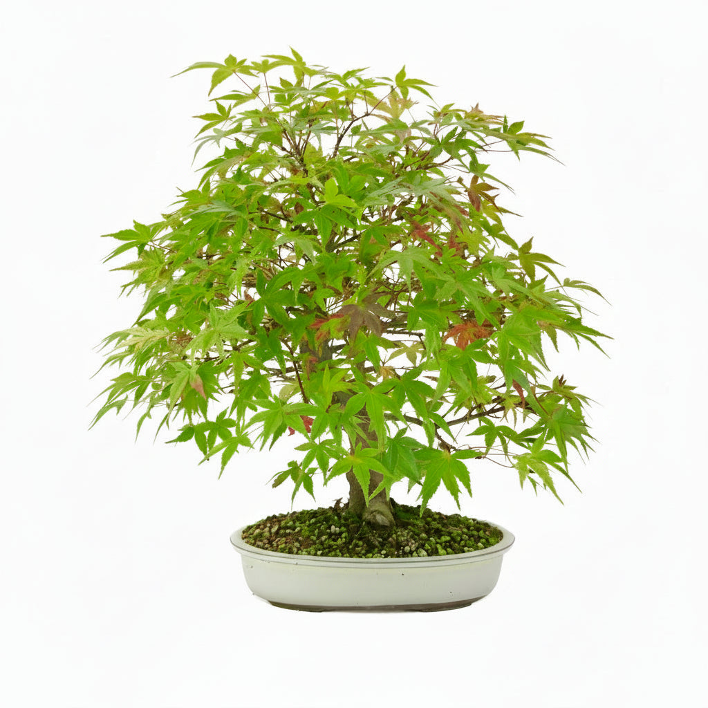 Acer palmatum 'Benichidori' (Japanse esdoorn), hoogte ~46 cm