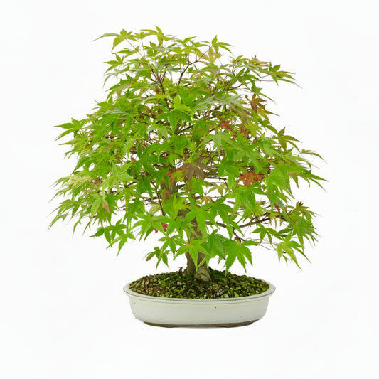 Acer palmatum 'Benichidori' (Japanse esdoorn), hoogte ~46 cm