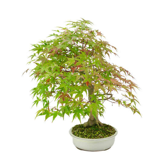 Acer palmatum 'Benichidori' (Japanse esdoorn), hoogte ~46 cm
