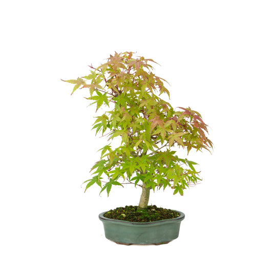 Acer palmatum Deshojo (Japanse esdoorn), hoogte ~40 cm