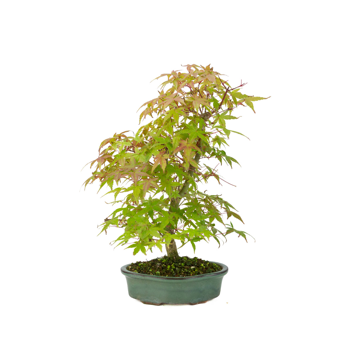 Acer palmatum Deshojo (Japanse esdoorn), hoogte ~40 cm
