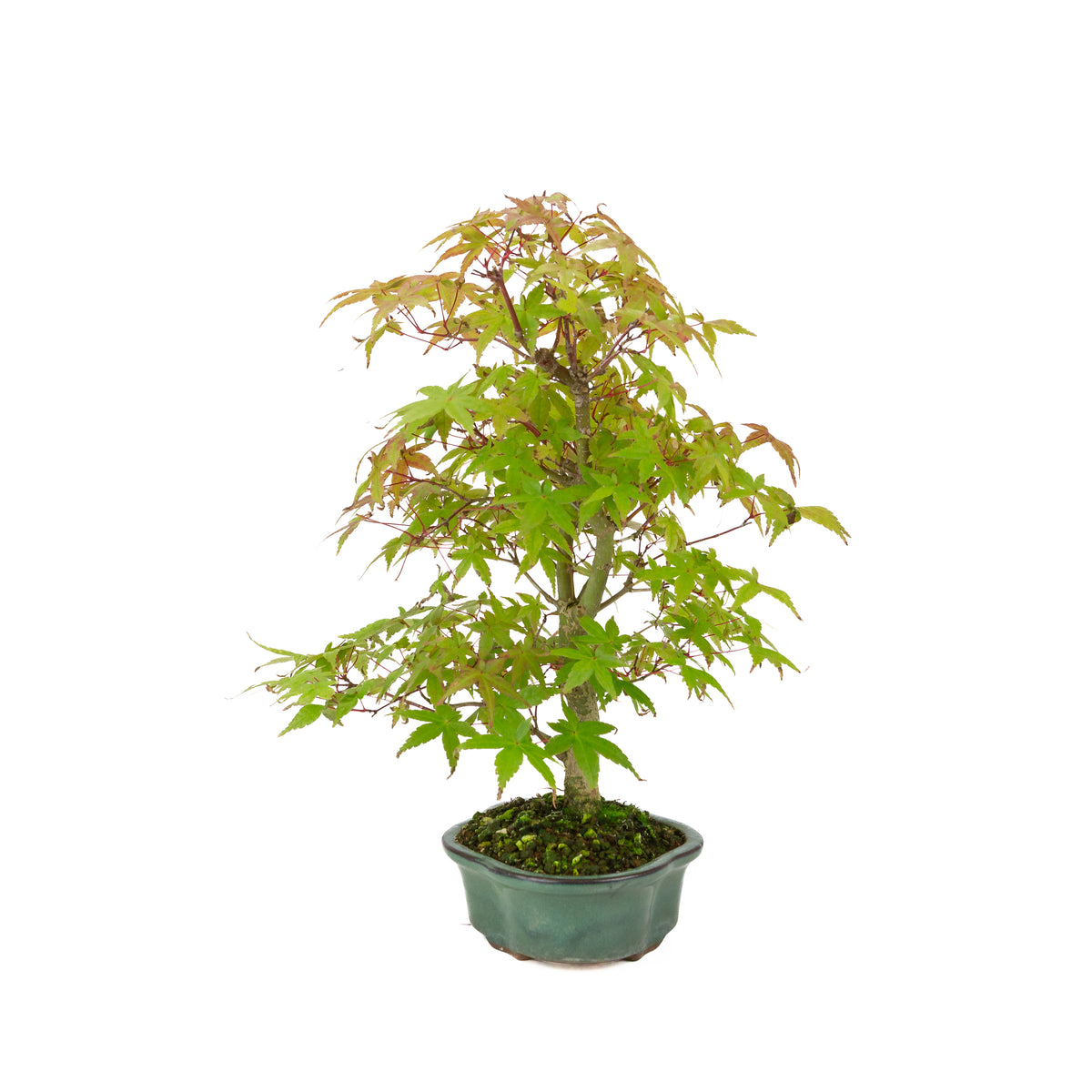 Acer palmatum Deshojo (Japanse esdoorn), hoogte ~40 cm