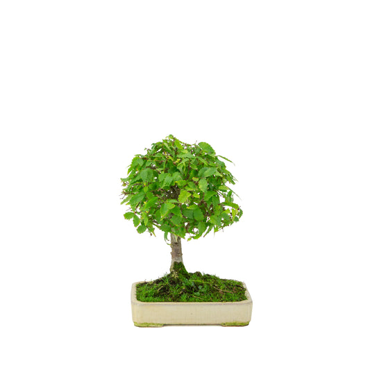 Zelkova serrata creme rechthoekige pot 18cm, hoogte ~26cm