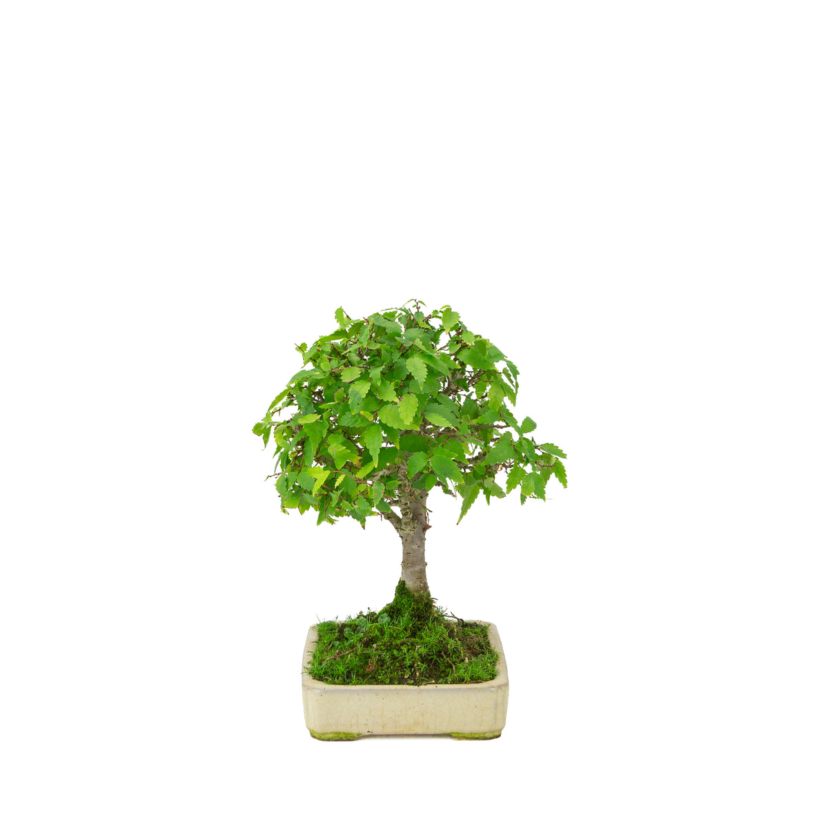 Zelkova serrata creme rechthoekige pot 18cm, hoogte ~26cm
