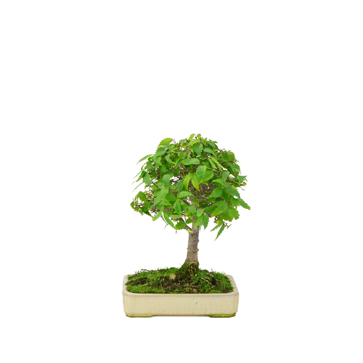 Zelkova serrata creme rechthoekige pot 18cm, hoogte ~26cm