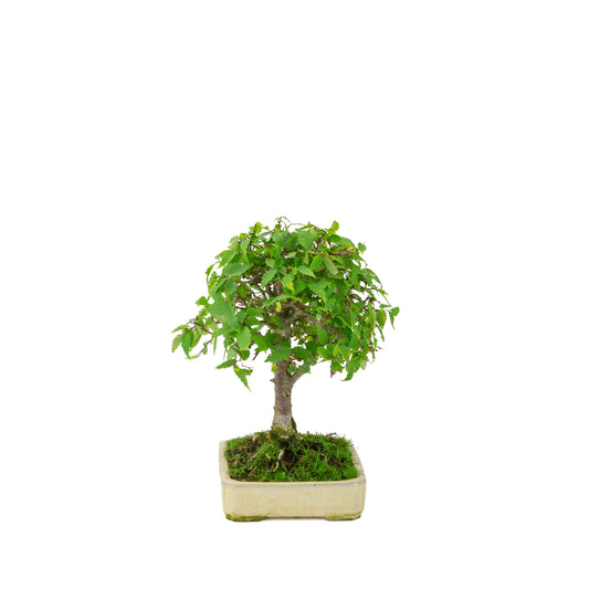 Zelkova serrata creme rechthoekige pot 18cm, hoogte ~26cm