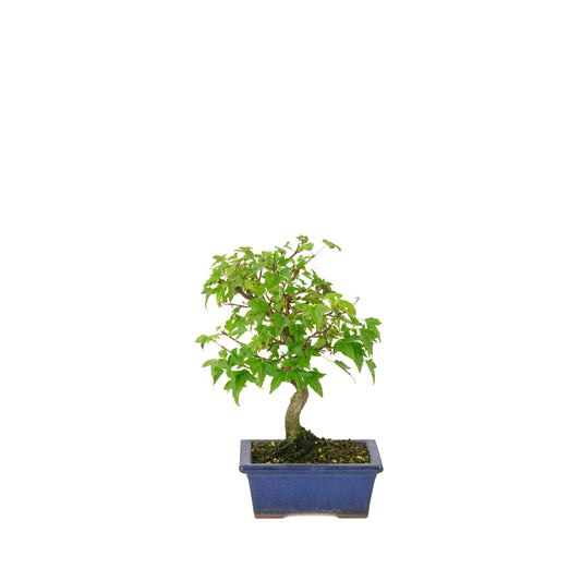 Acer buergerianum blauwe rechthoekige pot 13cm, hoogte ~24cm