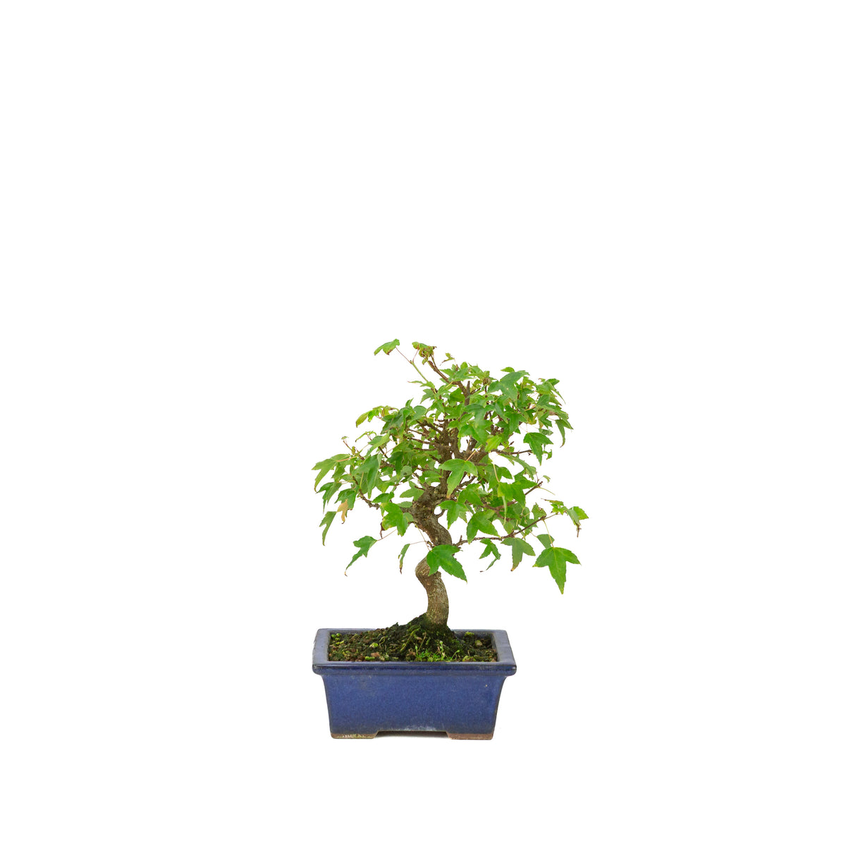 Acer buergerianum blauwe rechthoekige pot 13cm, hoogte ~24cm
