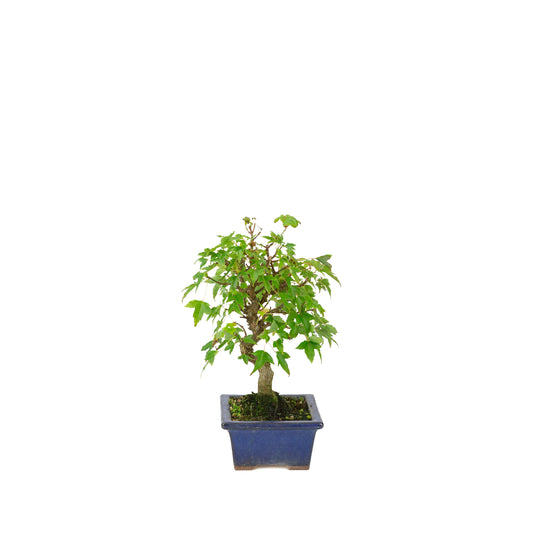 Acer buergerianum blauwe rechthoekige pot 13cm, hoogte ~24cm