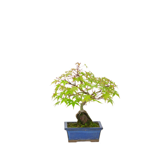 Acer palmatum wortels over rots blauwe pot 13cm, hoogte ~26cm
