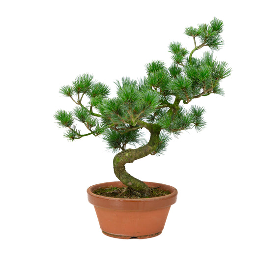 Pinus parviflora terracotta pot 19 cm, hoogte ~44 cm