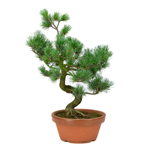 Pinus parviflora terracotta pot 19 cm, hoogte ~44 cm