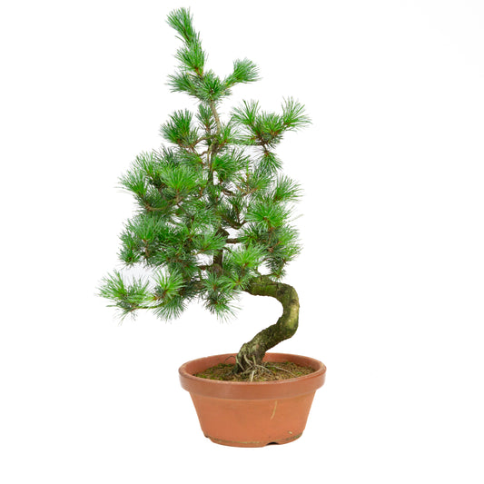 Pinus parviflora terracotta pot 19 cm, hoogte ~53 cm