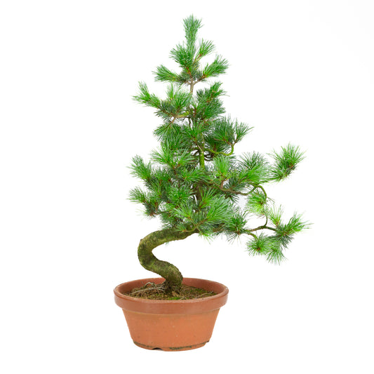 Pinus parviflora terracotta pot 19 cm, hoogte ~53 cm