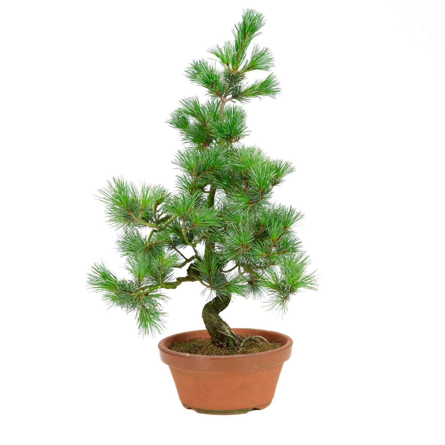 Pinus parviflora terracotta pot 19 cm, hoogte ~53 cm