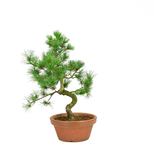 Pinus parviflora terracotta pot 19 cm, hoogte ~42 cm