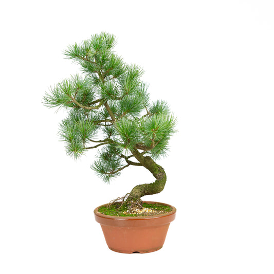 Pinus parviflora terracotta pot 19 cm, hoogte ~47 cm