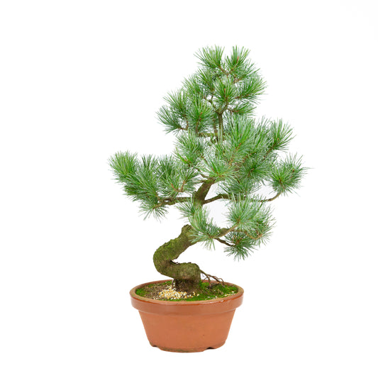 Pinus parviflora terracotta pot 19 cm, hoogte ~47 cm