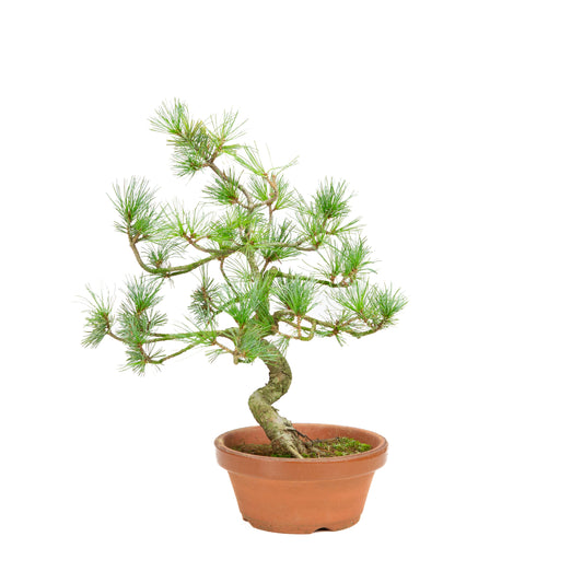 Pinus parviflora terracotta pot 15 cm, hoogte ~38 cm