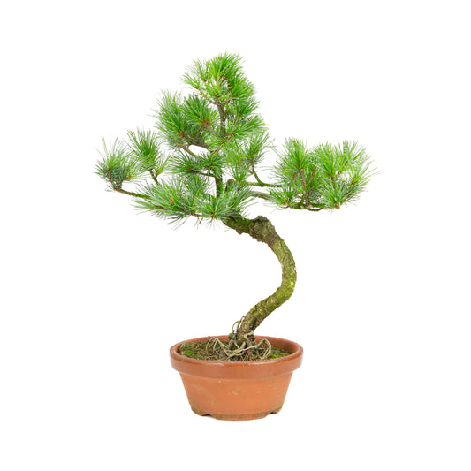 Pinus parviflora terracotta pot 15 cm, hoogte ~40 cm