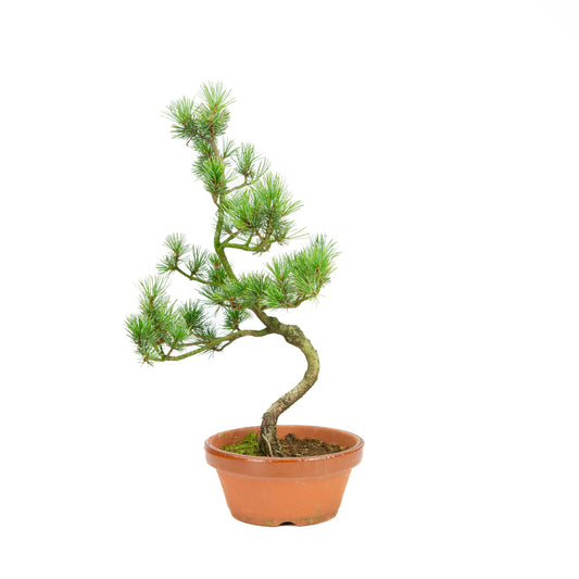 Pinus parviflora terracotta pot 15 cm, hoogte ~42 cm