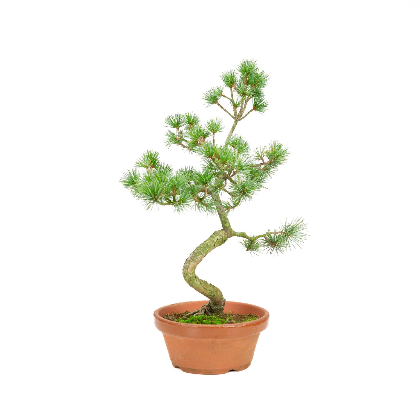 Pinus parviflora terracotta pot 15 cm, hoogte ~41cm