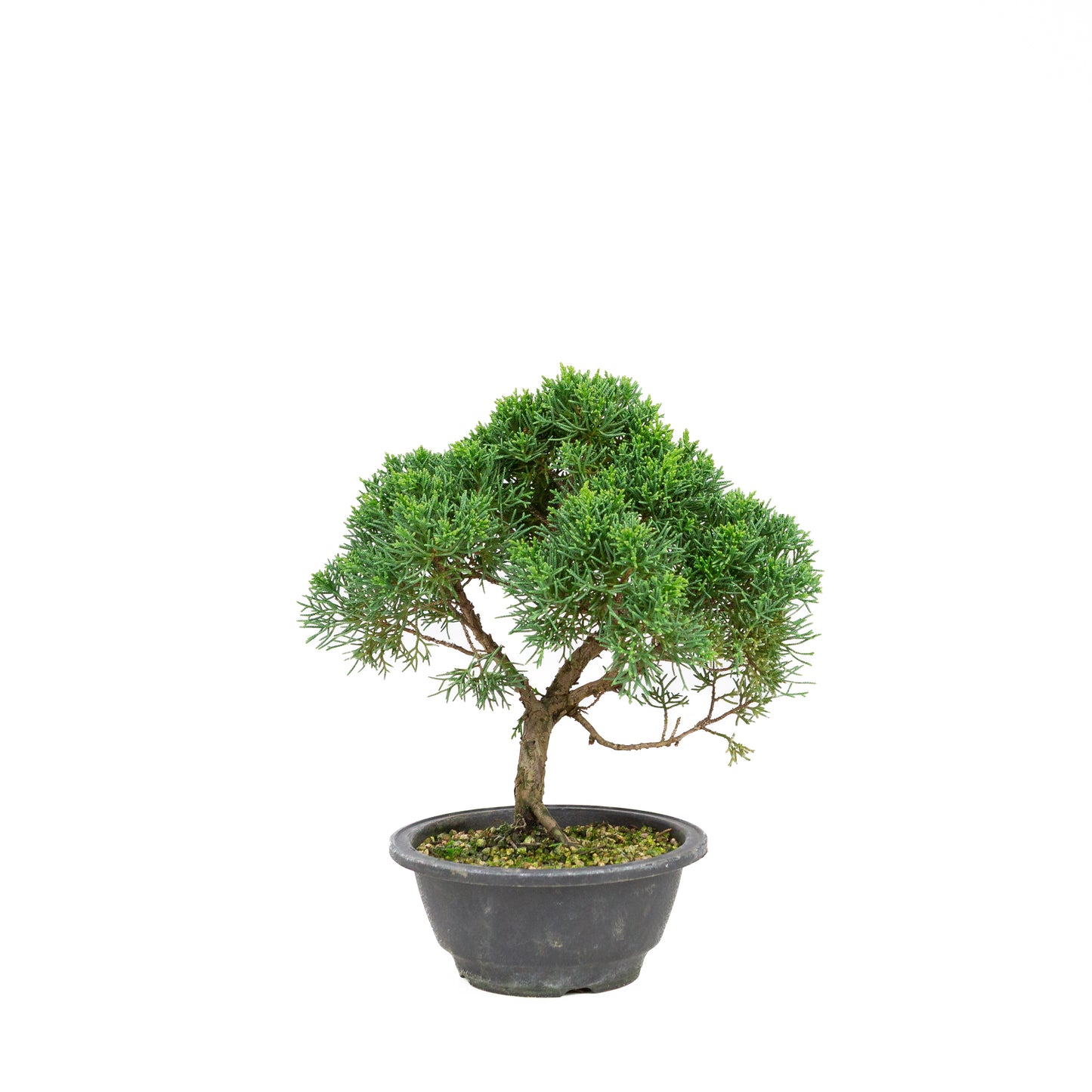 Juniperus chinensis ronde pot 16cm, hoogte ~30 cm