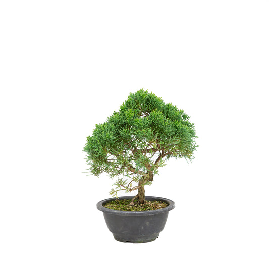 Juniperus chinensis ronde pot 16cm, hoogte ~30 cm