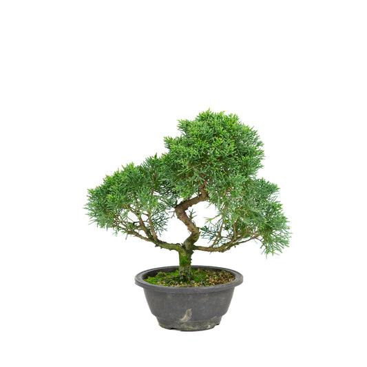 Juniperus chinensis ronde pot 16cm, hoogte ~31 cm
