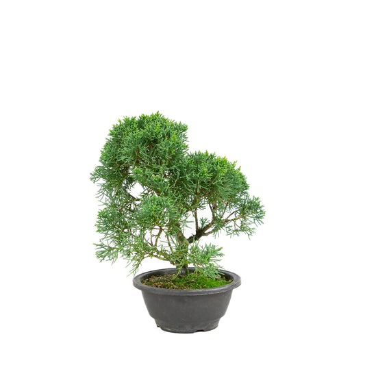Juniperus chinensis ronde pot 16cm, hoogte ~31 cm