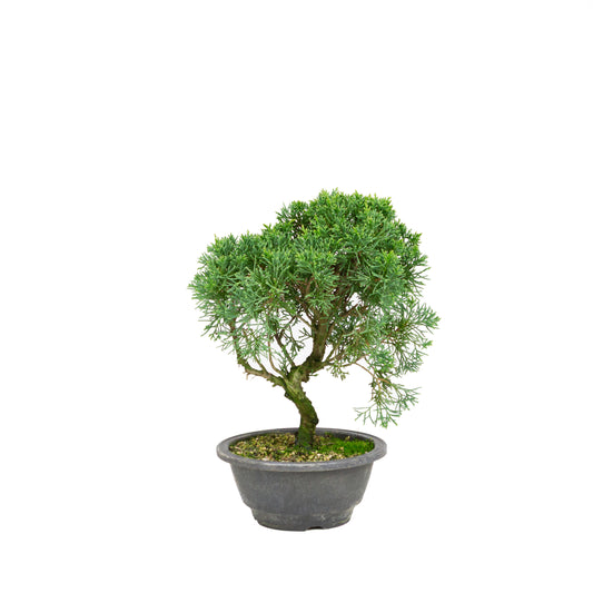 Juniperus chinensis ronde pot 16cm, hoogte ~30cm