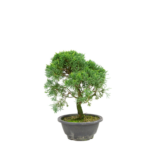 Juniperus chinensis ronde pot 16cm, hoogte ~30cm