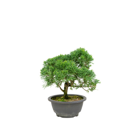 Juniperus chinensis ronde pot 16cm, hoogte ~28cm